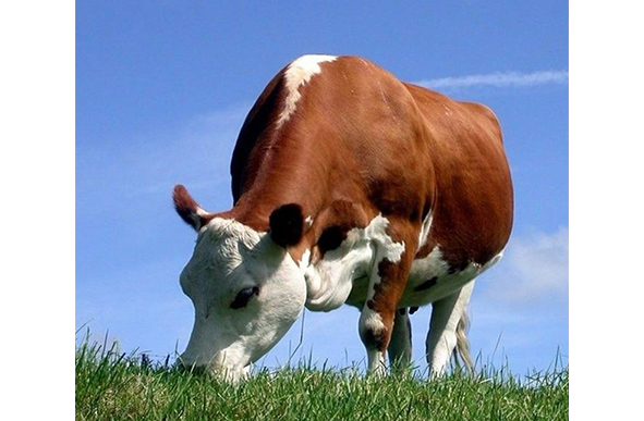 天津昕牧川科技有限公司 天津昕牧川科技有限公司